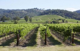 winery hunter valley